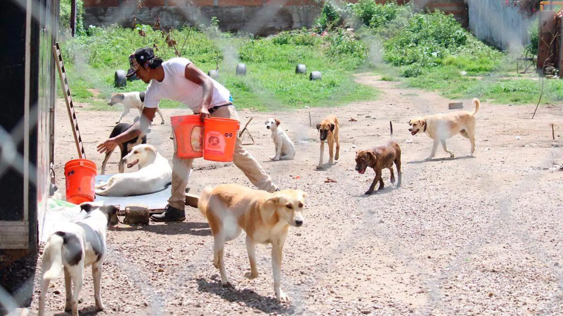 perritos en refugio